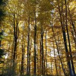 Photo d'une forêt