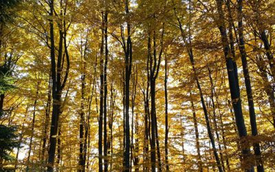 Forêts Varoises