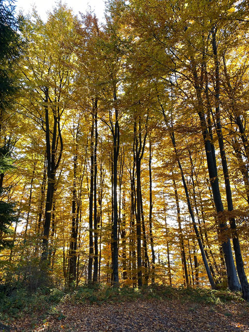 Photo d'une forêt
