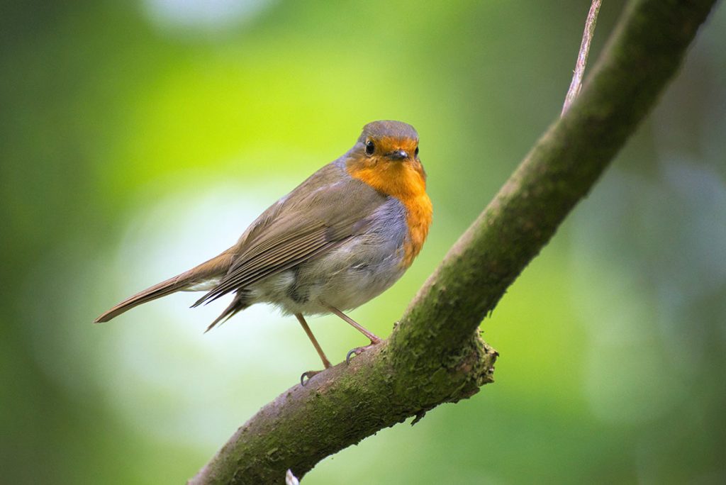 Photo d'un oiseau