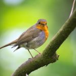 Photo d'un oiseau