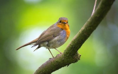 Le grand cinéaste naturaliste Jacques Perrin a rejoint le peuple des oiseaux